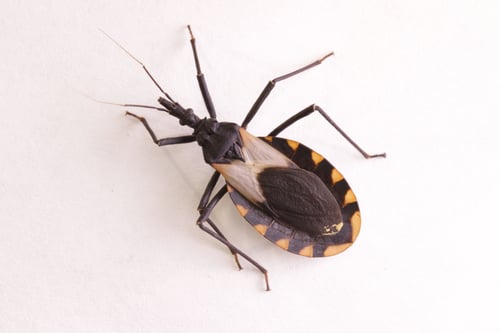 Lovebugs And Kissing Bugs Harmful Or Harmless